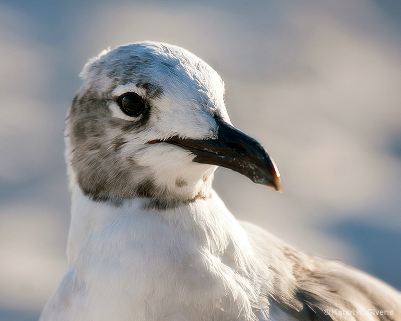 Sea Gull 