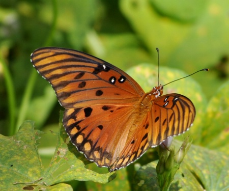 Gulf Fritillary Butterfly:   Image 1