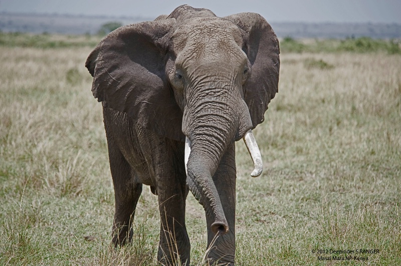 The Tusker-Trans Mara-Kenya