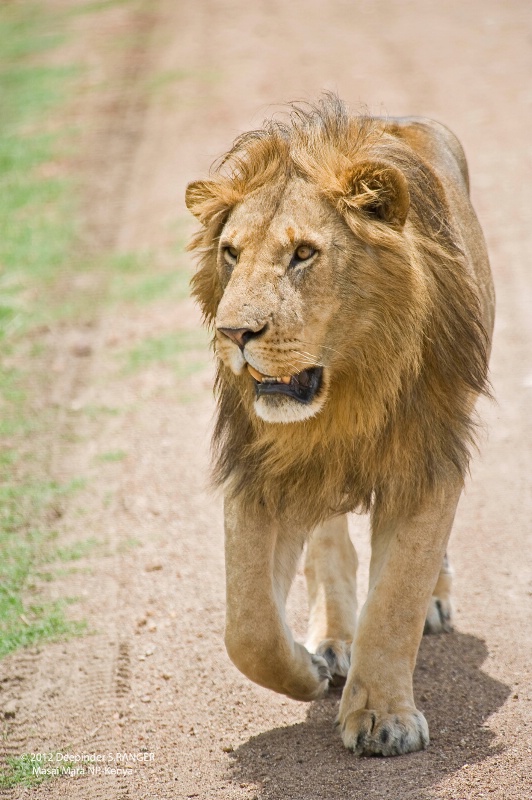 Alpha male Lion-Masai Mara-Kenya-3