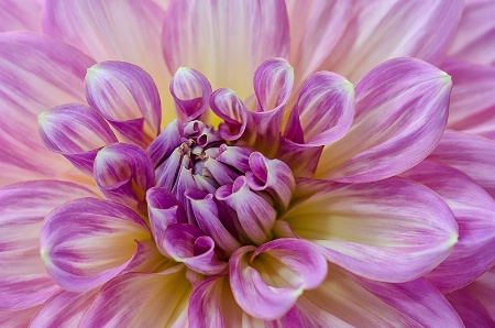 Dahlia Delight