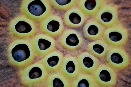 Close up of a Lotus pod