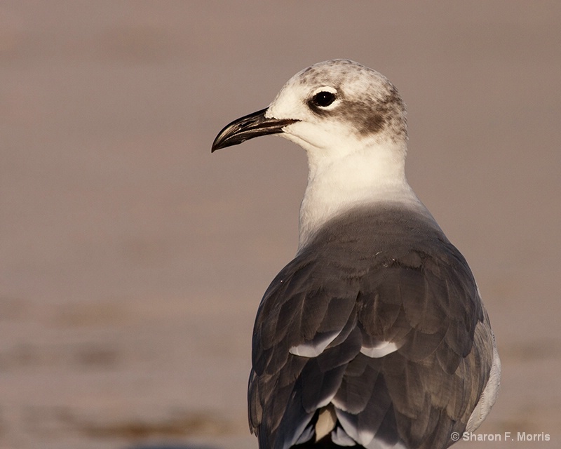 Lonesome Gull