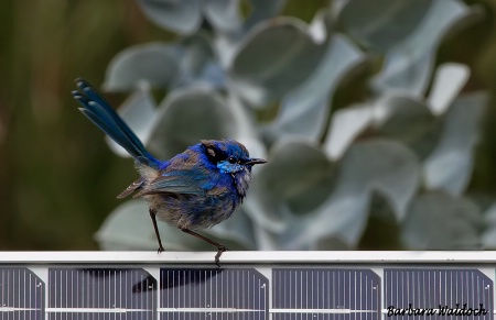 Solar bird