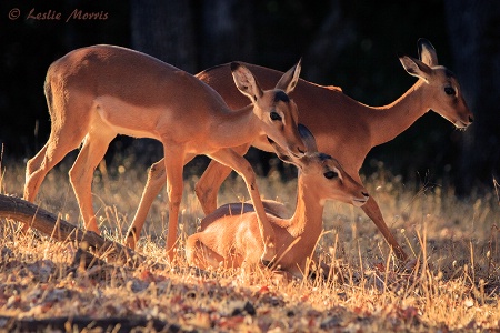 Impala at Sunset