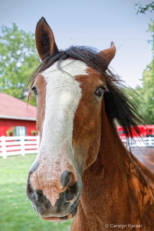 Windblown Clydesdale Filly