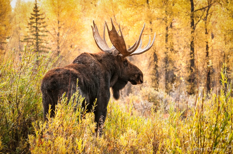 Moose in the Aspens