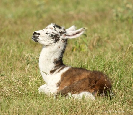 Baby Llama