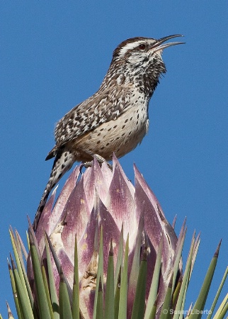 Cactus Wren