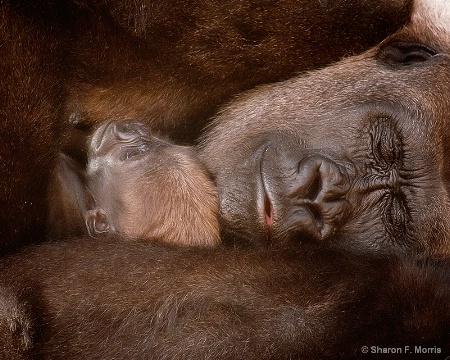 Quiet Mom's Sleeping