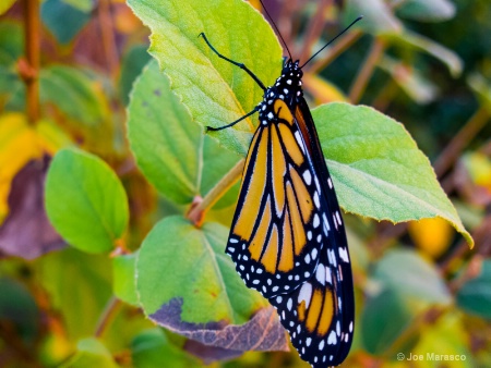  Monarch Butterfly img 0940