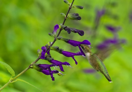 Hummer Flight