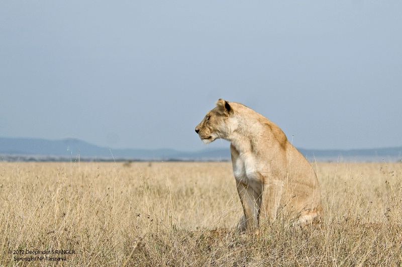 Lioness-Serengeti 1