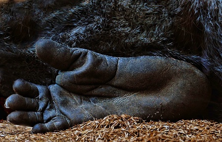 Gorilla Foot