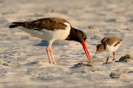 Digging for Clams