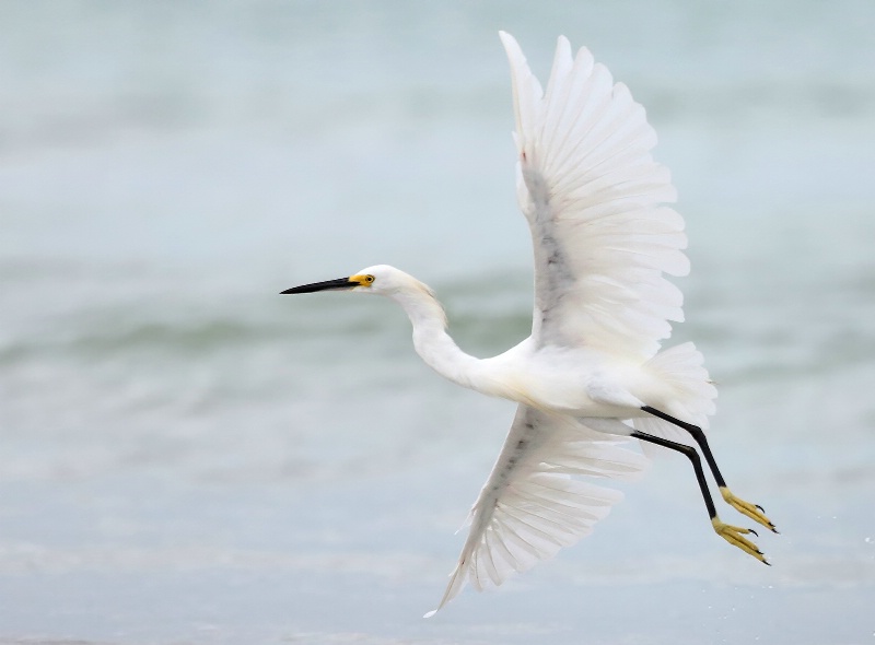 Snowy Egret In Flight