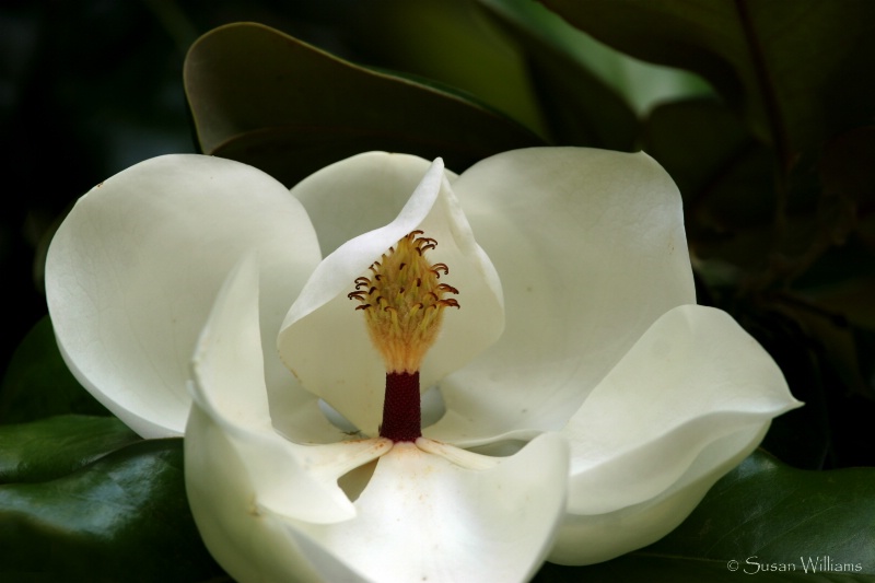 Magnolia Unfolding