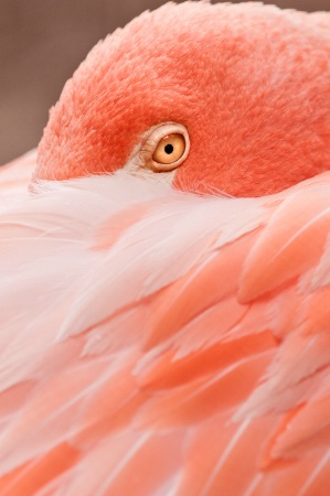 Colorful Flamingo 110