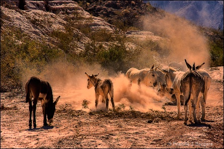 Dust Bath, Anyone?