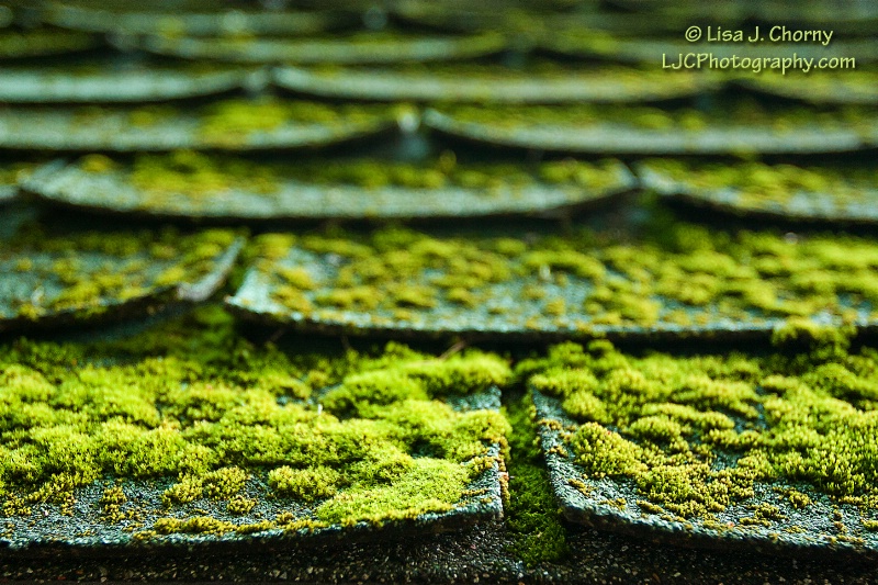 Mossy Roof Tiles