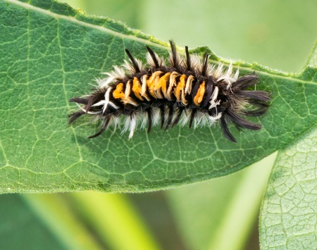 Milkweed Tussock Moth Caterpillar