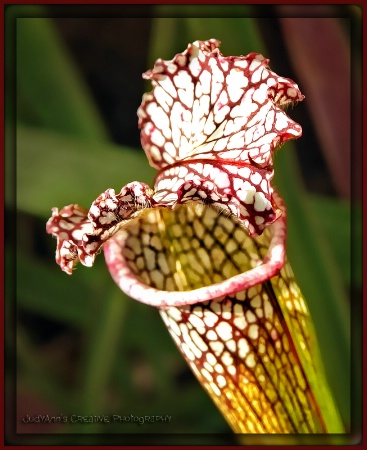 Pitcher Plant