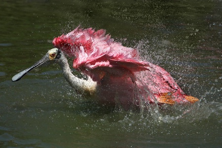 Spoonbill Bath