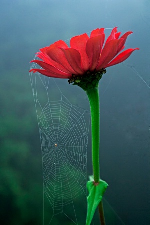 Net and flower