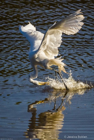 Great Egret Fishing