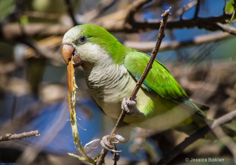 Monk Parakeet