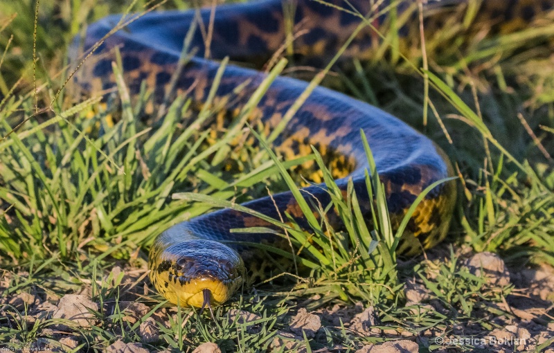 Yellow Anaconda - ID: 13402028 © Jessica Boklan