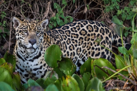 Jaguar