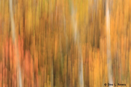 Aspen Blur