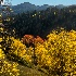 © Dennis K. Cottongim PhotoID # 13402486: aspens-65