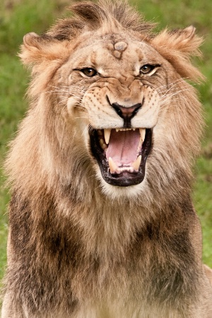 Lion Roaring