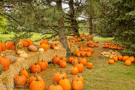 The Pumpkin Patch