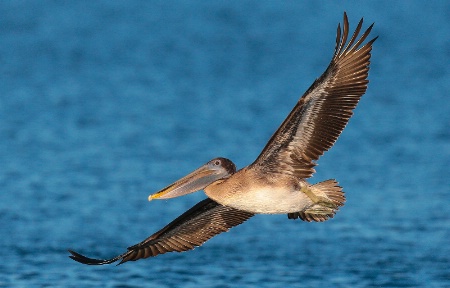 Pelican in Full Flight