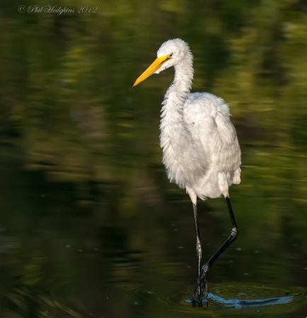 Fluff Dried Great Egret