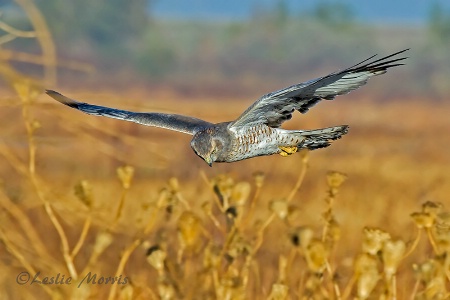 Northern Harrier