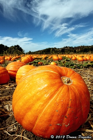 Pick a Pumpkin...