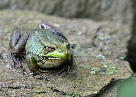 Do Frogs Smirk?