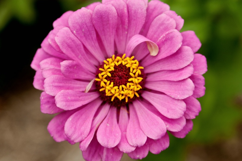 Harrisonburg Pink Flower