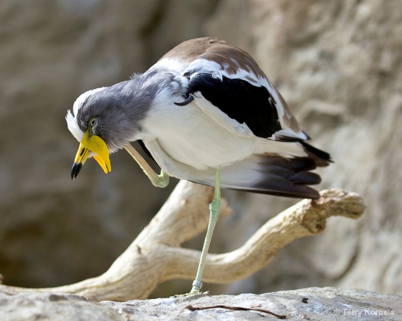 White-headed Lapwing