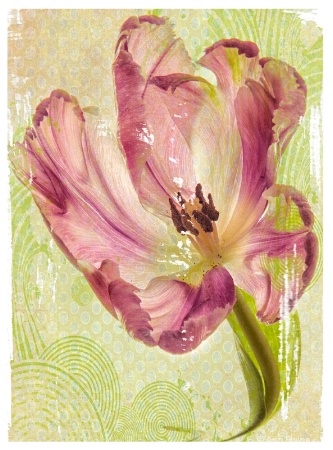 pink tulip w edge grunge-023