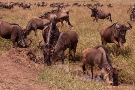  Wildebeast, Masai Mara