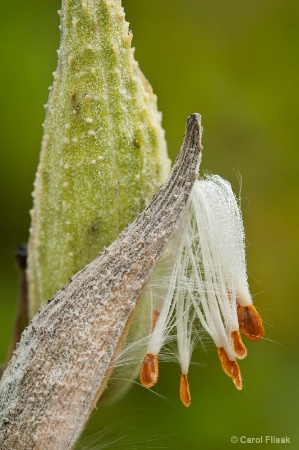 Milkweed in the Morning