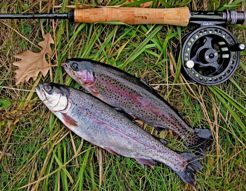 Brace of trout.