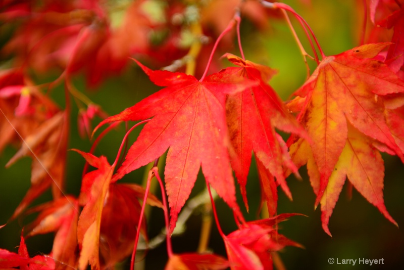 Seattle's Japanese Tea Garden