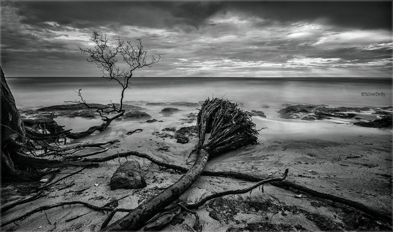 Pacific Drama