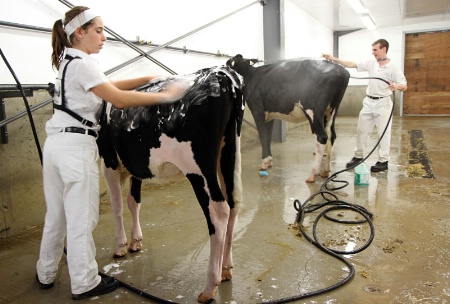 Workin' at the Cow Wash